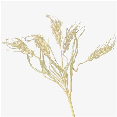 Dried Wheat Pick Asst Color 19"