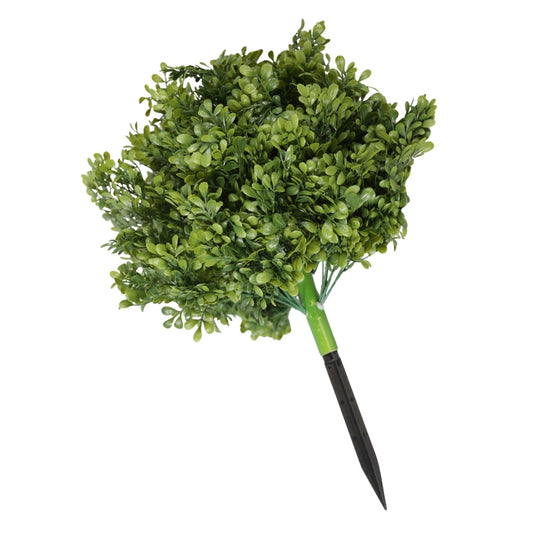 Boxwood Bush