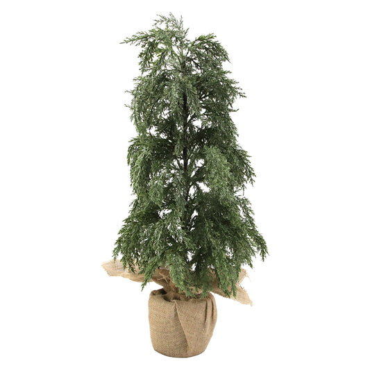 Fluffy Cedar Tree